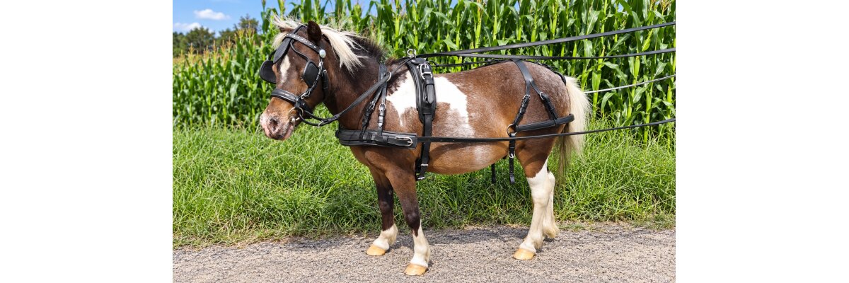 Fahrgeschirr für Pony anpassen - worauf es wirklich ankommt - Fahrgeschirr für Pony anpassen - worauf es wirklich ankommt