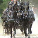 Zilco Combination Harness &quot;ZGB four horses Set&quot;