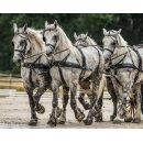 Zilco Kombinationsgeschirr "ZGB Viersp&auml;nner Set" Full Size