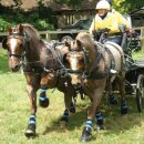 Zilco Zweisp&auml;nnergeschirr "Classic Zweisp&auml;nner Set" Cob