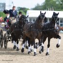 Zilco Viersp&auml;nnergeschirr "Classic Viersp&auml;nner Set" Full Size