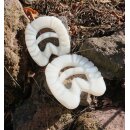 HippoBlue Medic Kunststoffbeschlag - Wei&szlig; 125