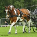 Zilco Tedex Einsp&auml;nnergeschirr "Tedex" Einsp&auml;nner Set Pony