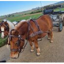 Esposita Zweisp&auml;nnergeschirr "Anatomic" Braun XFull