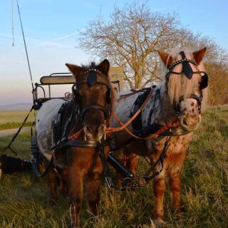 Esposita Zweispännergeschirr "Professional" Schwarz Gr.   Mini Shetty