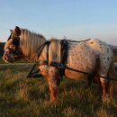 Esposita Zweisp&auml;nnergeschirr "Professional" Schwarz Gr.   Mini Shetty