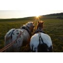 Esposita Zweisp&auml;nnergeschirr "Professional" Schwarz Gr.   Mini Shetty