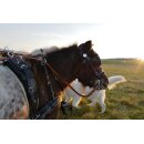 Esposita Zweisp&auml;nnergeschirr "Professional" Schwarz Gr.   Mini Shetty