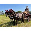 Esposita Zweisp&auml;nnergeschirr "Professional" Braun Gr.   Pony