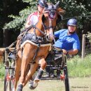 Zilco Empathy Einsp&auml;nner Brustblatt Set Pony