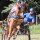 Zilco Empathy Einspänner Brustblatt Set Pony