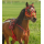 Pony QH Trab Quick Hitch Geschirr Set