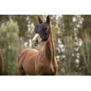 Lami-Cell Lycra Fliegenmaske Schwarz Large