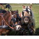 Esposita Zweisp&auml;nnergeschirr "Anatomic" Schwarz Cob