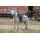 Shetty Navajo Westernpad Pony Rot/schwarz/weiß