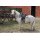 Shetty Navajo Westernpad Pony Rot/schwarz/weiß